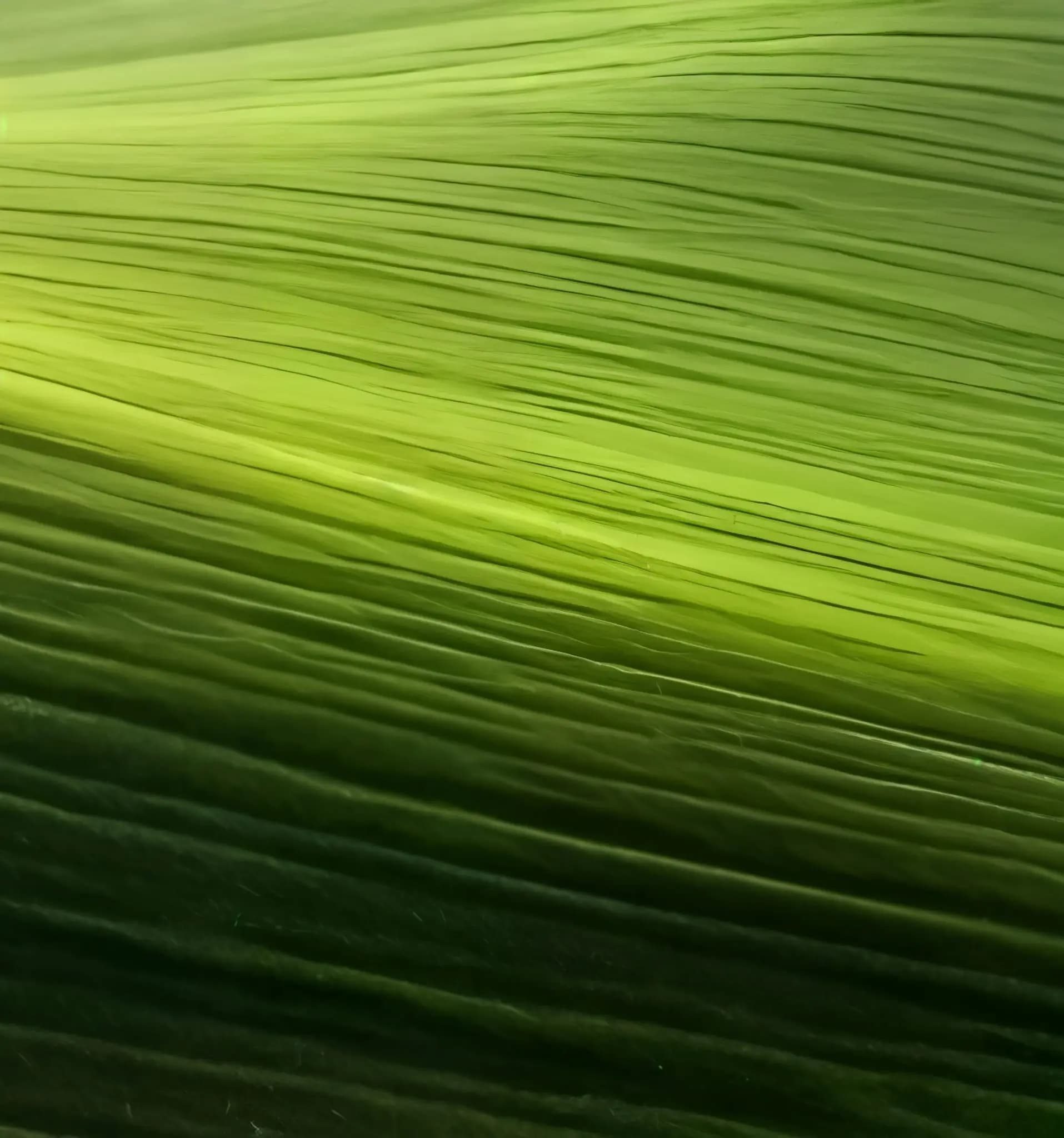 Organic agriculture field